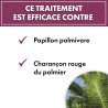 Anti ravageurs des palmiers