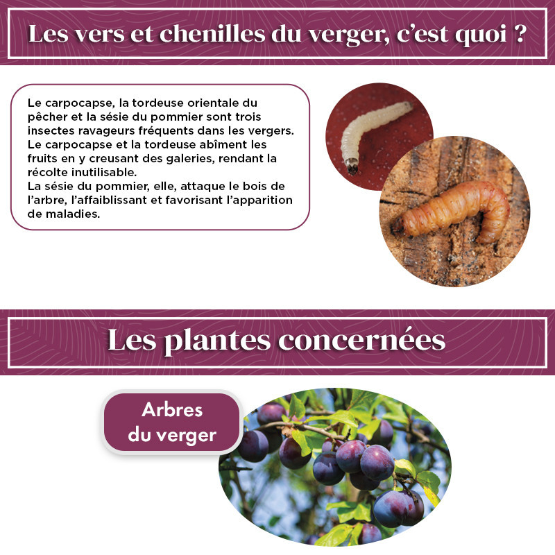 Anti chenilles et vers des arbres fruitiers