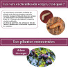 Anti chenilles et vers des arbres fruitiers