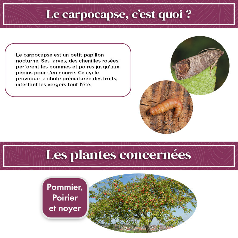 Phéromone vers pomme, poire et noix