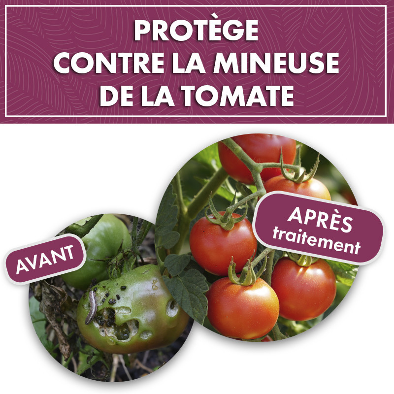 Phéromone mineuse de la tomate