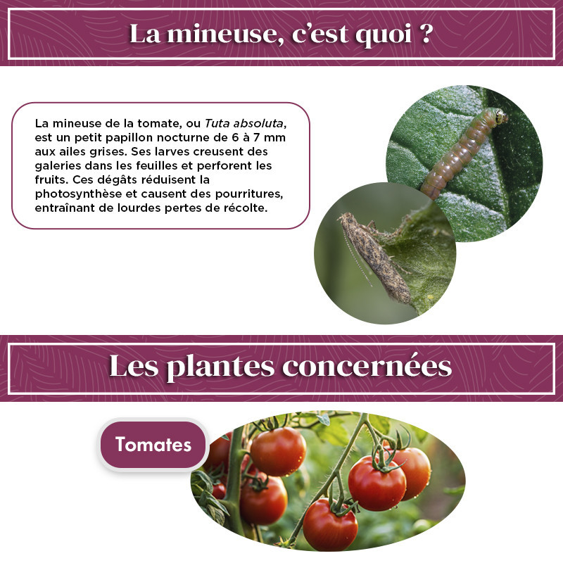 Phéromone mineuse de la tomate