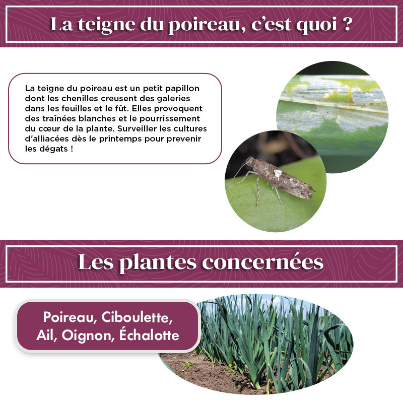 Phéromone teigne du poireau