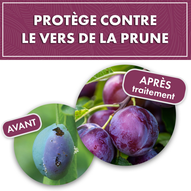 Phéromone vers de la prune