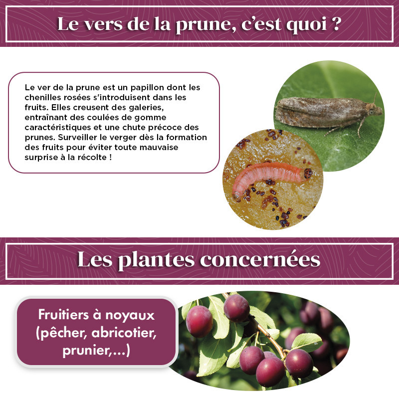 Phéromone vers de la prune