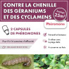 Phéromone chenille des géraniums