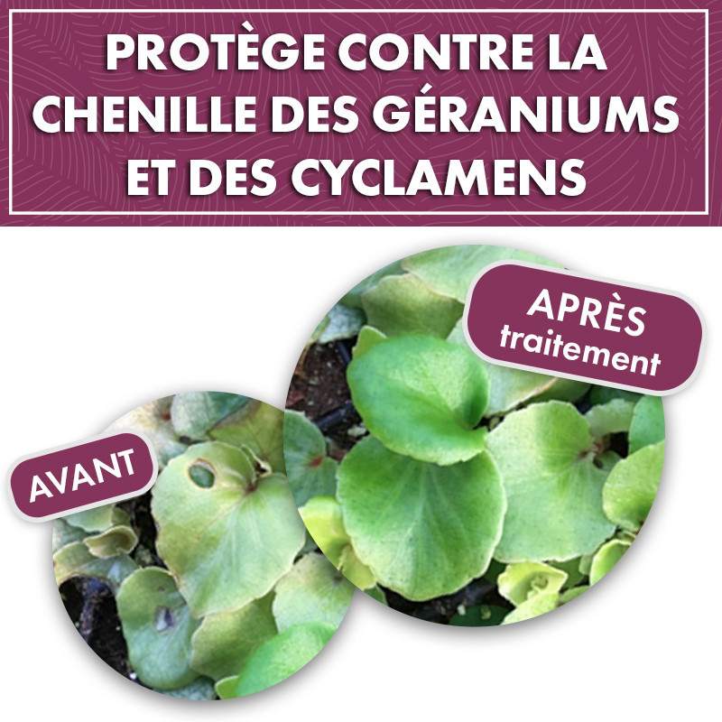 Phéromone chenille des géraniums