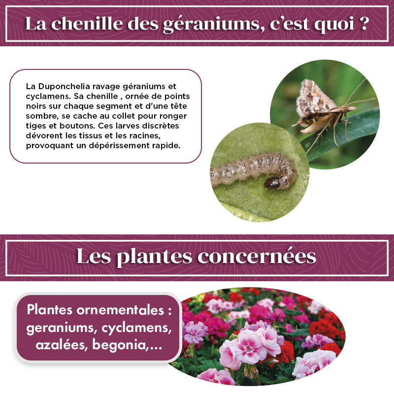 Phéromone chenille des géraniums