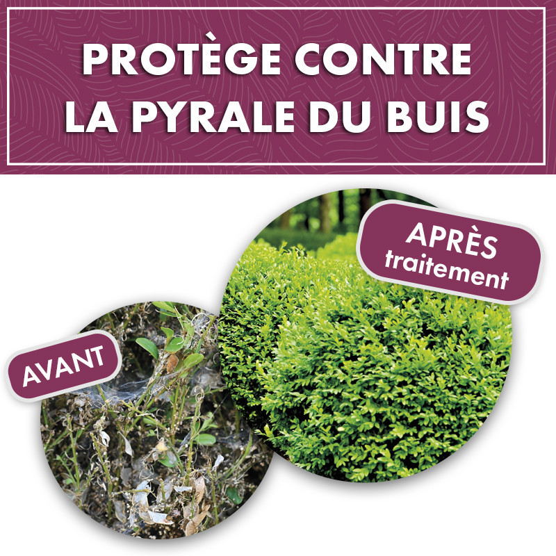 Phéromone pyrale du buis