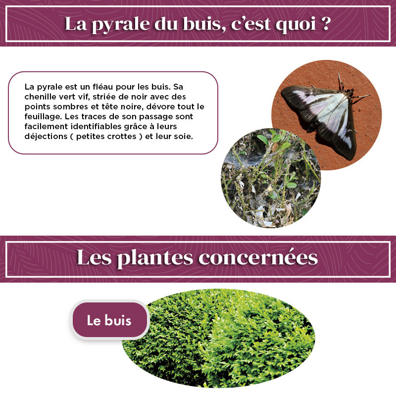 Phéromone pyrale du buis