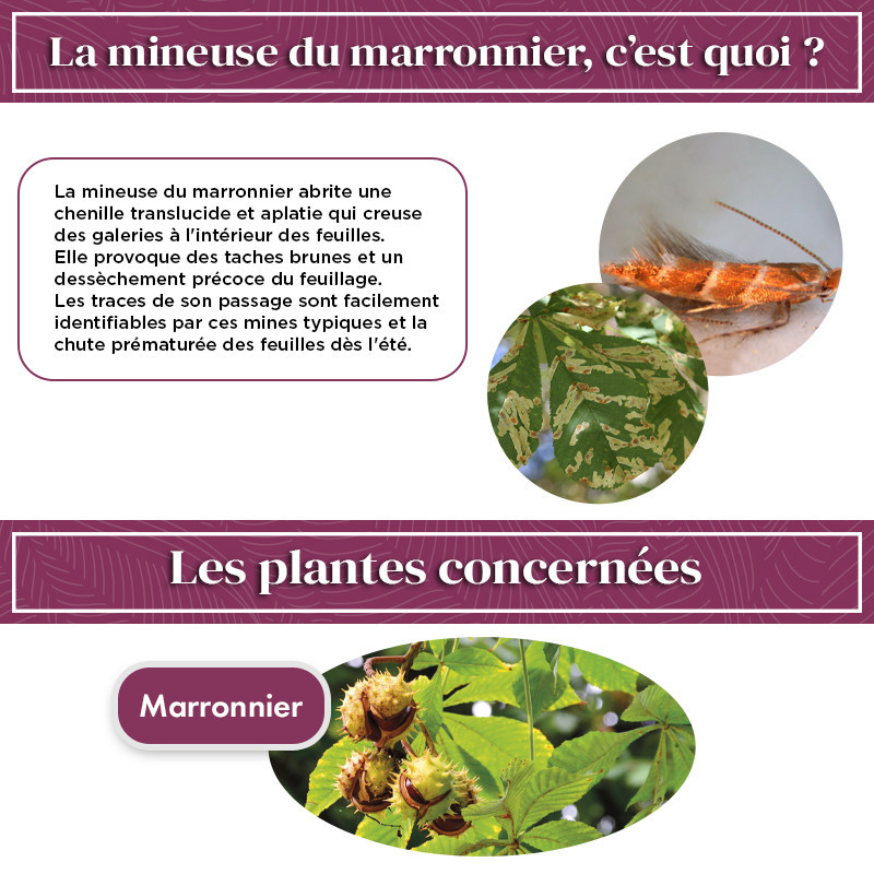 Phéromone mineuse du marronnier