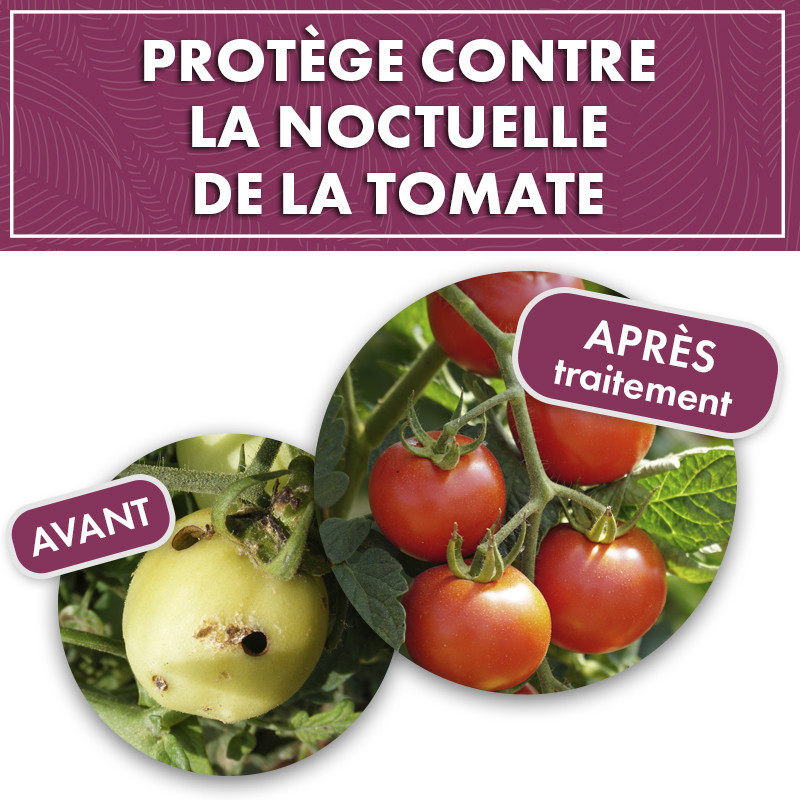Phéromone noctuelle de la tomate