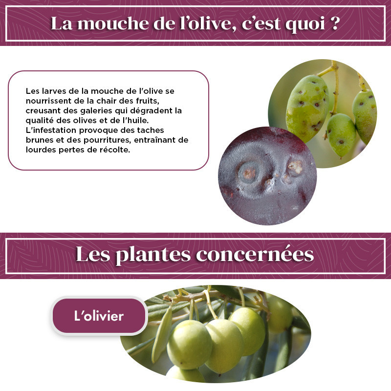 Kit mouche de l'olive