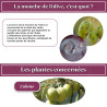 Kit mouche de l'olive