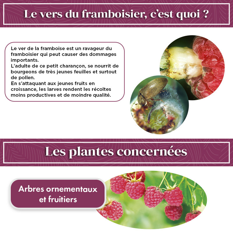 Kit vers des framboisiers