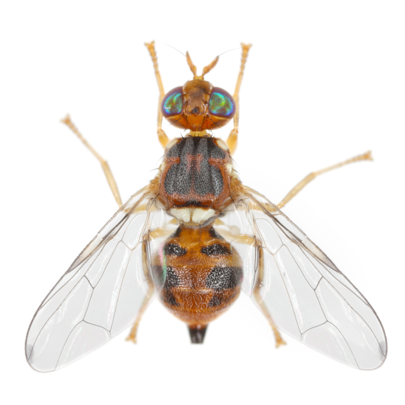 phéromone mouche de l'olive