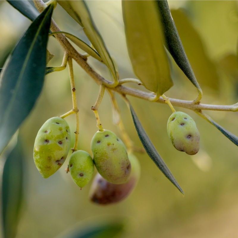 phéromone mouche de l'olive