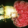 phéromone ver du framboisier