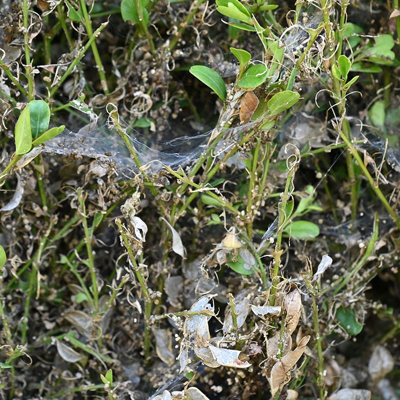phéromone pyrale du buis
