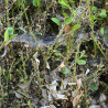 phéromone pyrale du buis