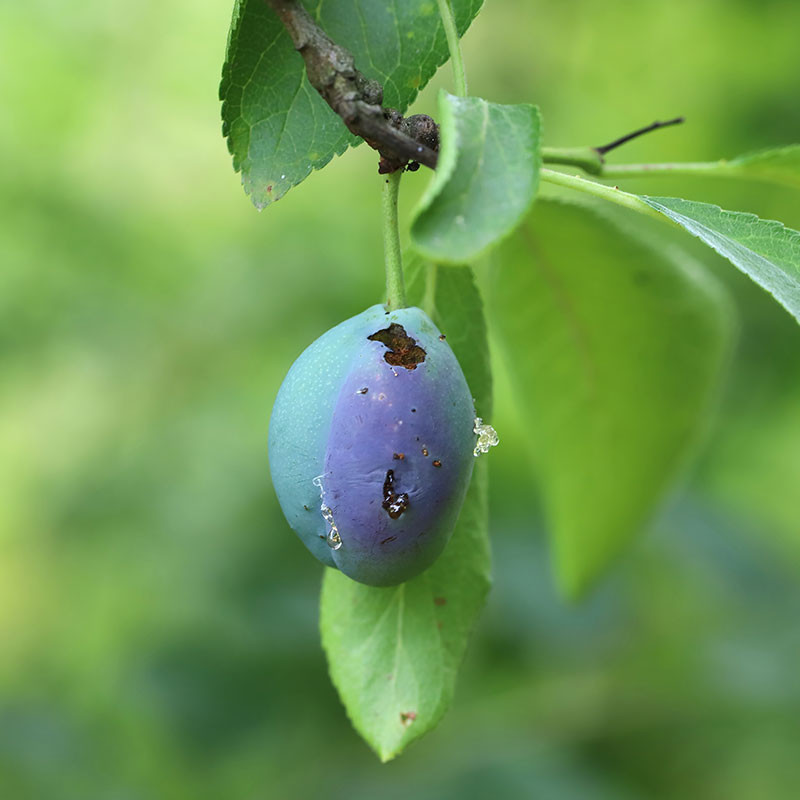 phéromone ver de la prune