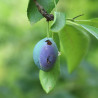 phéromone ver de la prune
