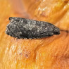 phéromone tordeuse orientale du pêcher