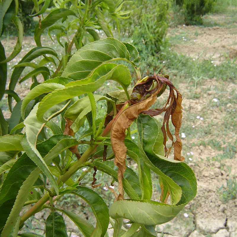 phéromone tordeuse orientale du pêcher