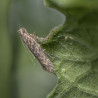 phéromone mineuse de la tomate