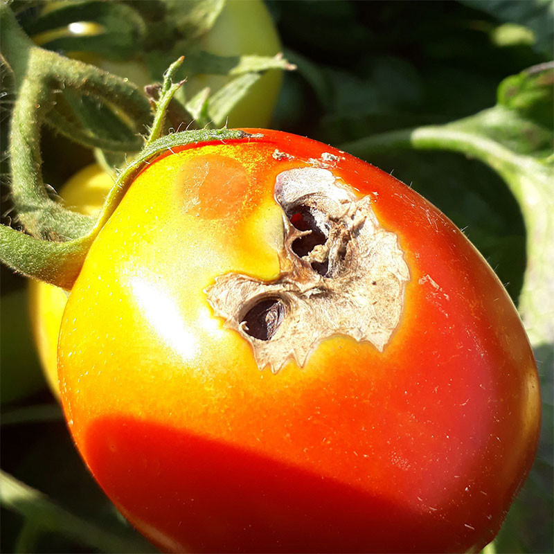 phéromone mineuse de la tomate