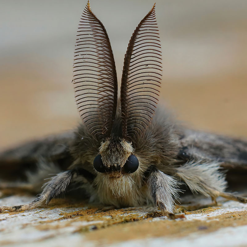 phéromone chenille bombyx disparate