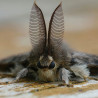 phéromone chenille bombyx disparate