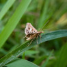 phéromone Duponchelia fovealis