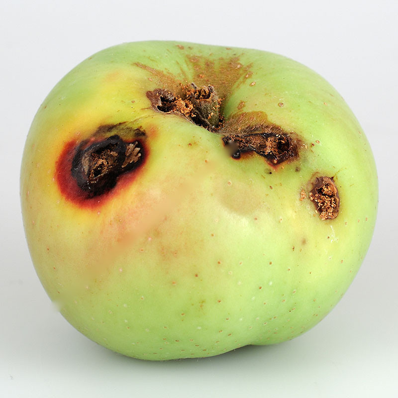 phéromone carpocapse pomme