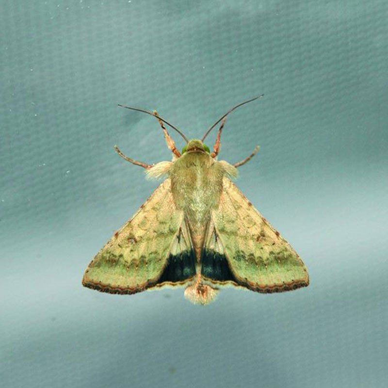 phéromone noctuelle de la tomate