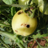 phéromone noctuelle de la tomate