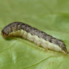 Nématodes anti chenilles et vers du potager