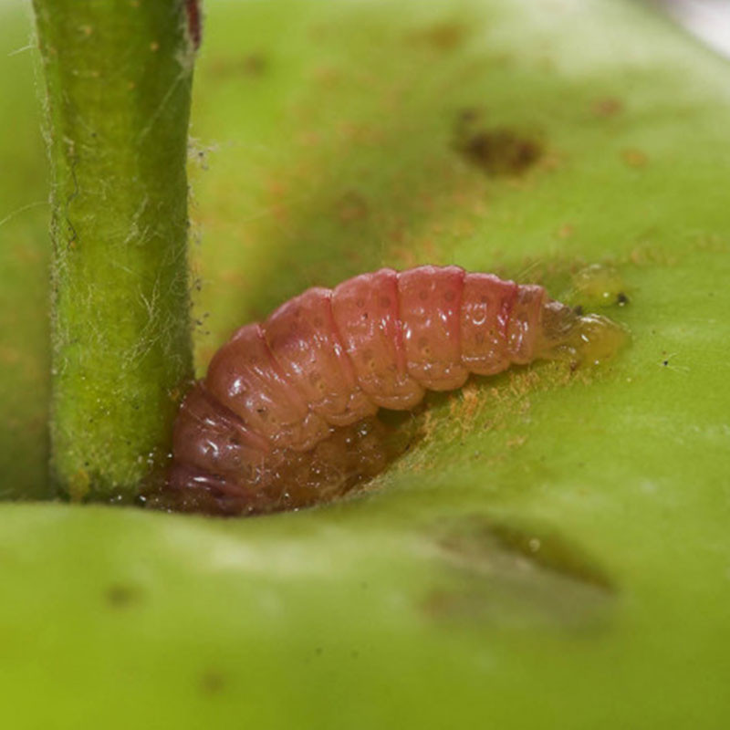 Nématodes anti chenilles et vers des arbres fruitiers
