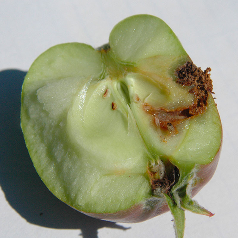 Nématodes anti chenilles et vers des arbres fruitiers