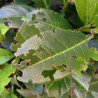 Nématodes anti chenilles et vers des plantes et arbustes