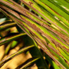 Nématodes anti ravageurs des palmiers