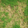 Nématodes anti chenilles et vers du gazon