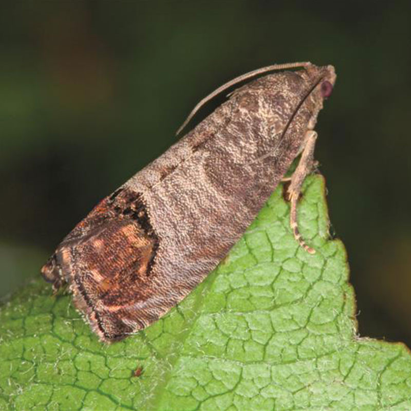 phéromone carpocapse pomme