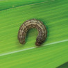 Nématodes anti chenilles et vers du gazon