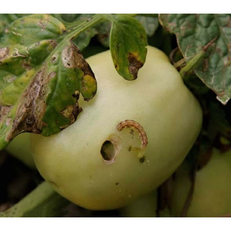 Anti chenilles et vers du potager