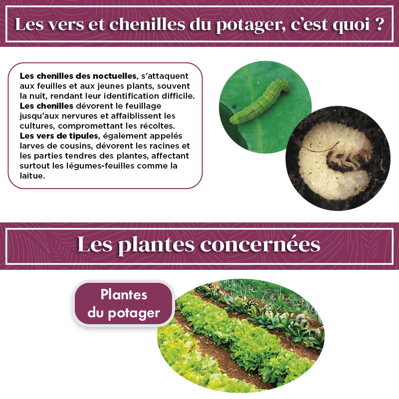 Anti chenilles et vers du potager