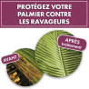 Anti ravageurs des palmiers