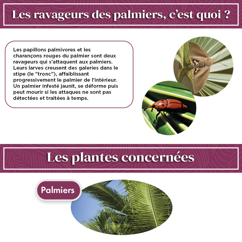 Anti ravageurs des palmiers